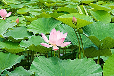 lutube官方：Lutube推出AI审核与激励计划,短视频行业迎来新变革-1